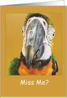 Missing You - Macaw Card