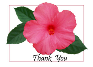 Hibiscus- Thank you
