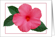 Pink Hibisucs-Note Card blank card