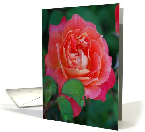 Happy Anniversary card (463234)