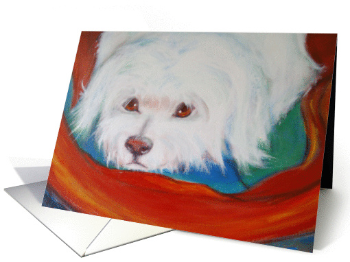 Birthday - white maltese dog card (449521)