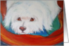 my white fluffy pet dog card