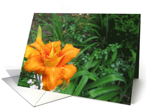 Orange Lily card (447849)
