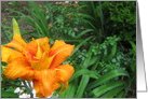 Orange Lily card