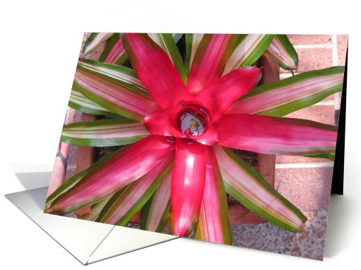 Pink Starburst card (447865)