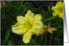 Yellow Lily card