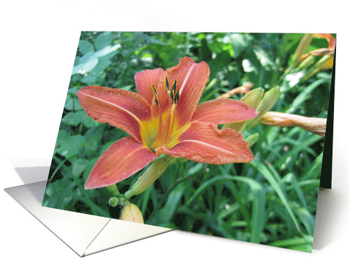 Purple Lily card (451750)