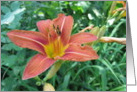 Purple Lily card