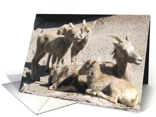 Mountain Sheep Family card (451858)