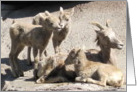 Mountain Sheep Family card