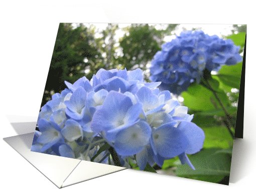 Blue Snowballs card (474659)