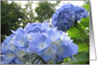 Blue Snowballs card