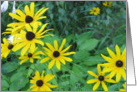 Yellow Daisies card