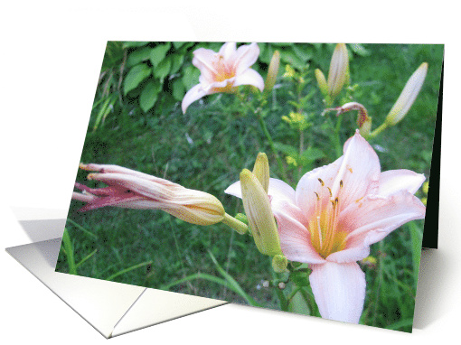 Light Pink Lilies card (474665)