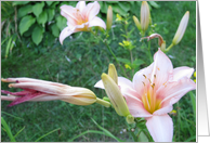 Light Pink Lilies card