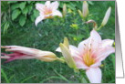 Light Pink Lilies card