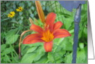 Red Lilie card