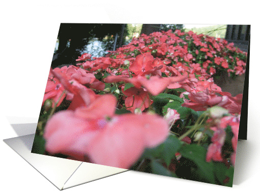 Pink Flowers card (474669)