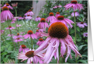 Pink Purple Flowers card