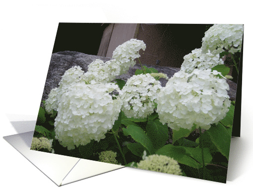 White Snowballs card (474672)