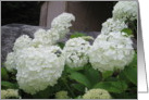 White Snowballs card
