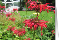 Red Flowers card