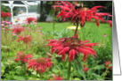 Red Flowers card