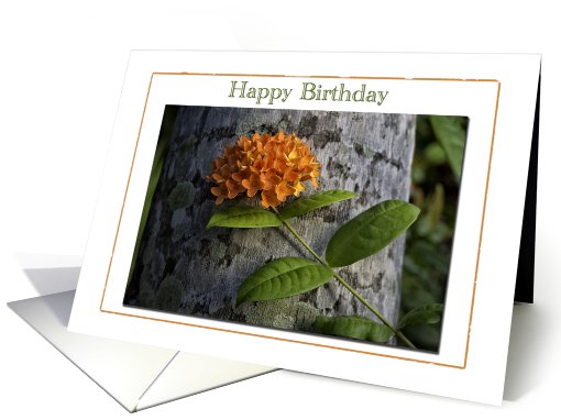 Happy Birthday flower card (830720)