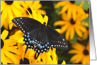 Black Swallowtail on Black-eyed Susans blank all occasion card