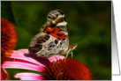 Dreamy Butterfly on flower blank all occasion card