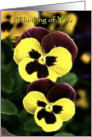 Thinking of You yellow and burgundy pansy flower card