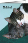 Thinking of You Friend two cats cuddling card