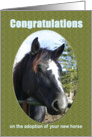 Congratuations Adopting Horse new pet card