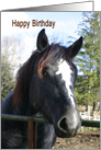 Happy Birthday for a Special Girl horse in paddock card