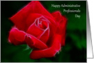 Happy Administrative Professional’s Day red rose card