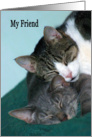 Happy Friendship Day two cats cuddling card