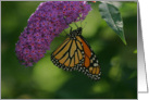 monarch butterfly on Butterfly Bush any occasion general blank card