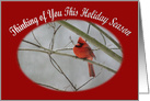 Thinking of You Holiday Season red cardinal on a winter day card