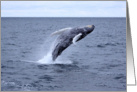 Jump for Joy! Whale breaching card