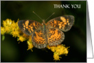 Thank you butterfly card