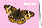 Thank you butterfly card