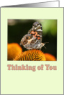 Thinking of You butterfly card