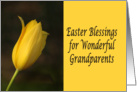 Easter Blessings for Grandparents single yellow tulip card