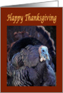 Happy Thanksgiving displaying turkey card