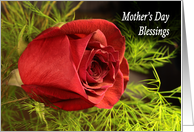 Mother’s Day Blessings red rose card