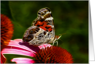 Dreamy Butterfly on flower blank all occasion