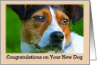 Congratulations on the New Dog card