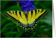 tiger swallowtail fractal butterfly blank any occasion card