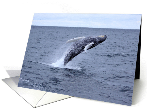 Jump for Joy! Whale breaching card (701495)