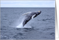 Jump for Joy! Whale breaching card